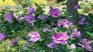 Hibiscus Syriacus Lavender Chiffon ('Notwoodone') Rose of Sharon