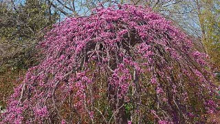 Cercis Canadensis Lavender Twist ('Covey') (Lavender Twist Redbud)