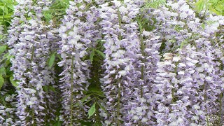 Wisteria Floribunda 'Lawrence' (Japanese Wisteria)