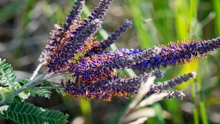 Amorpha Canescens (Lead Plant)