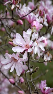 Magnolia x Loebneri 'Leonard Messel' (Leonard Messel Magnolia)