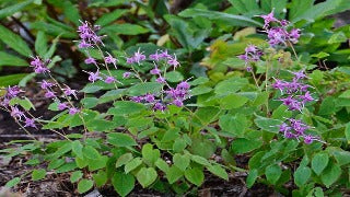Epimedium Grandiflorum 'Lilafee' (Barrenwort)