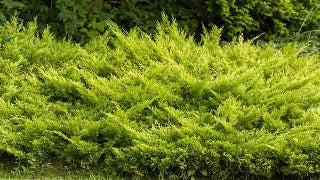 Juniperus Horizontalis 'Limeglow' (Limeglow Creeping Juniper)