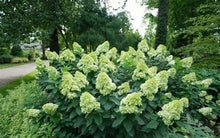 Load image into Gallery viewer, Hydrangea paniculata Limelight Prime (&#39;SMNHPPH&#39;)
