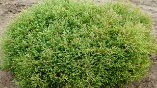 Thuja Occidentalis 'Linesville' (Linesville Cedar)