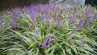 Variegated Lily Turf