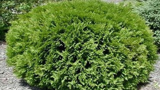 Thuja Occidentalis 'Little Giant' (Little Giant Cedar)