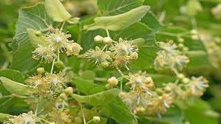 Tilia Cordata (Littleleaf Linden)