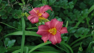 Hemerocallis 'Little Wine Cup'