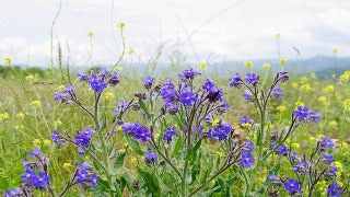 Anchusa Azurea 'Loddon Royalist' (Italian Bugloss)