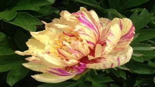 Paeonia Itoh 'Lollipop' (Intersectional Peony)