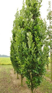 Quercus x Warei Regal Prince 'Long' (Regal Prince Oak)