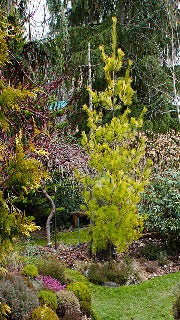 Pinus Strobus 'Louie' (Louie White Pine)