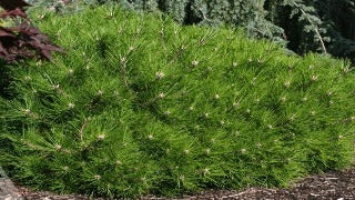 Pinus Densiflora 'Low Glow' (Low Glow Japanese Red Pine)