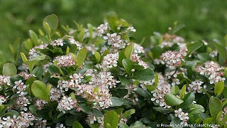 Aronia Low Scape Mound