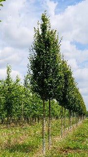 Carpinus Betulus 'Lucas' (Lucas Pyramidal Hornbeam)