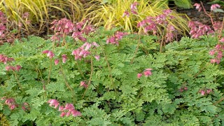 Dicentra Formosa 'Luxuriant' (Fern-leaved Bleedingheart)
