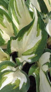 Hosta 'Loyalist' (Plantain Lily)