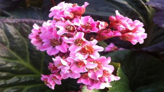 Bergenia x 'Magic Giant' (Heartleaf Bergenia)