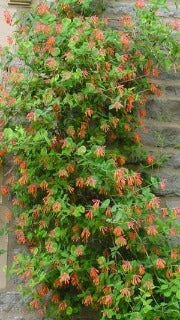 Lonicera Sempervirens 'Magnifica' (Trumpet Honeysuckle)