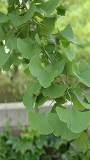 Ginkgo Biloba 'Magyar' (Magyar Maidenhair Tree)