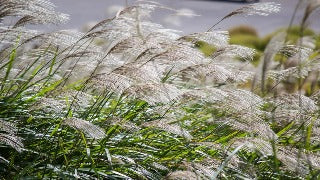 Miscanthus Sinensis Silver Feather (Silver Feather Maiden Grass)