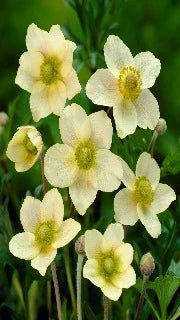 Anemone Multifida 'Major' (Cutleaf Anemone)