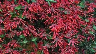 Lonicera Sempervirens 'Major Wheeler' (Trumpet Honeysuckle)