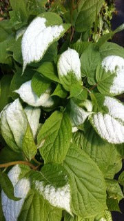 Actinidia Kolomikta (male) (Hardy Kiwi)