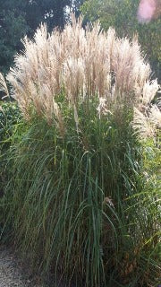 Miscanthus Sinensis 'Malepartus' (Malepartus Maiden Grass)