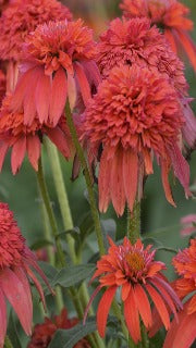 Echinacea x Double Scoop Mandarin (Mandarin Coneflower)