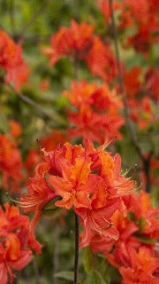 Azalea 'Mandarin Lights'