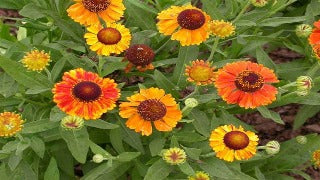 Helenium x Mardi Gras (Mardi Gras Sneezeweed)