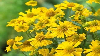 Helenium Autumnale Mariachi Sombrero (Sombrero Sneezeweed)