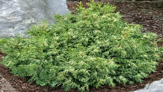 Chamaecyparis Obtusa 'Mariesii' (Mariesii Hinoki Falsecypress)