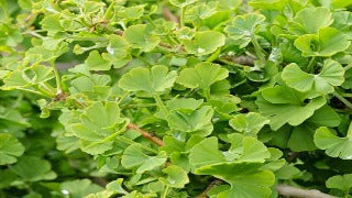 Ginkgo Biloba 'Mariken' (Mariken Maidenhair Tree)