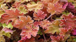 Heuchera x 'Marmalade' (Coral Bells)