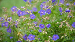 Geranium Pratense 'New Dimension' (Meadow Cranesbill)