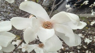 Magnolia x Loebneri 'Merrill' (Merrill Magnolia)