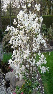 Magnolia x Loebneri 'Merrill' (Merrill Magnolia)
