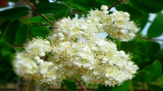 Sorbus Aucuparia Cardinal Royal 'Michred' (Cardinal Royal Mountainash)