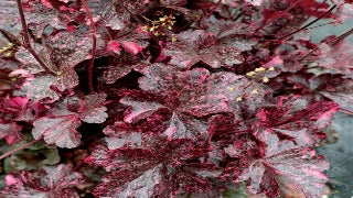 Heuchera x 'Midnight Rose' (Coral Bells)