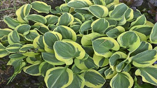 Hosta 'Mighty Mouse' (Plantain Lily)