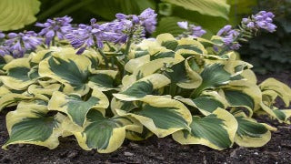 Hosta 'Mini Skirt' (Plantain Lily)