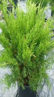 Juniperus Chinensis 'Mint Julep ('Monlep')' (Mint Julep Juniper)