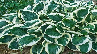 Hosta 'Minuteman' (Plantain Lily)