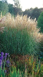 Miscanthus Sinensis 'Sarabande' (Sarabande Maiden Grass)