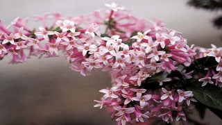 Syringa x Prestoniae 'Miss Canada' (Miss Canada)