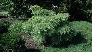 Metasequoia Glyptostroboides 'Miss Grace' (Miss Grace Dawn Redwood)