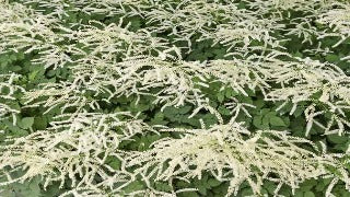 Aruncus x 'Misty Lace' (Dwarf Goat's Beard)